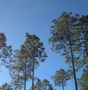 Icicles on trees